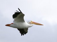 Pelecanus erythrorhynchos 1, Witte pelikaan, Saxifraga-Bart Vastenhouw