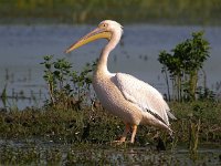 Pelecanus onocrotalus 10, Roze pelikaan, Saxifraga-Bart Vastenhouw