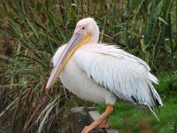 Pelecanus onocrotalus 14, Roze pelikaan, Saxifraga-Bart Vastenhouw
