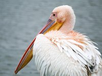 Pelecanus onocrotalus 15, Roze pelikaan, Saxifraga-Bart Vastenhouw