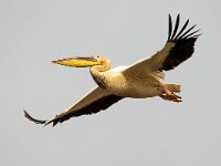 Pelecanus onocrotalus 19, Roze pelikaan, Saxifraga-Bart Vastenhouw