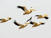 Pelecanus onocrotalus 20, Roze pelikaan, Saxifraga-Bart Vastenhouw