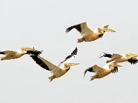 Pelecanus onocrotalus 22, Roze pelikaan, Saxifraga-Bart Vastenhouw