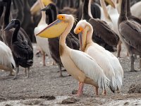 Pelecanus onocrotalus 24, Roze pelikaan, Saxifraga-Bart Vastenhouw