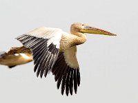 Pelecanus onocrotalus 25, Roze pelikaan, Saxifraga-Bart Vastenhouw