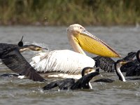 Pelecanus onocrotalus 26, Roze pelikaan, Saxifraga-Bart Vastenhouw