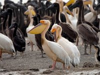Pelecanus onocrotalus 30, Roze pelikaan, Saxifraga-Bart Vastenhouw