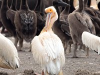 Pelecanus onocrotalus 31, Roze pelikaan, Saxifraga-Bart Vastenhouw