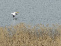 Pelecanus onocrotalus 33, Roze pelikaan, Saxifraga-Tom Heijnen