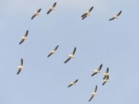 Pelecanus onocrotalus 35, Roze pelikaan, Saxifraga-Tom Heijnen