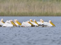 Pelecanus onocrotalus 36, Roze pelikaan, Saxifraga-Tom Heijnen