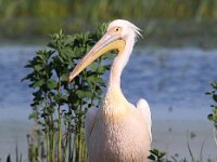 Pelecanus onocrotalus 8, Roze pelikaan, Saxifraga-Bart Vastenhouw