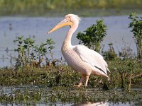 Pelecanus onocrotalus 9, Roze pelikaan, Saxifraga-Bart Vastenhouw
