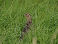 Perdix perdix 25, Patrijs, Saxifraga-Luuk Vermeer