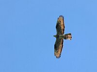 Pernis apivorus 67, Wespendief, Saxifraga-Mark Zekhuis