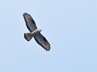 Pernis apivorus 68, Wespendief, Saxifraga-Tom Heijnen