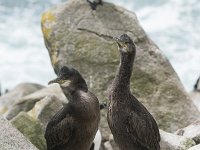 Phalacrocorax aristotelis 19, Kuifaalscholver, Saxifraga-Peter Stein