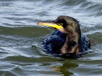 Phalacrocorax aristotelis 43, Kuifaalscholver, Saxifraga-Bart Vastenhouw