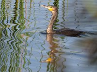 Phalacrocorax carbo 101, Aalscholver, Saxifraga-Tom Heijnen