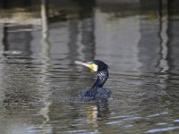 Phalacrocorax carbo 58, Aalscholver, Saxifraga-Luuk Vermeer