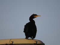 Phalacrocorax carbo 60, Aalscholver, Saxifraga-Luuk Vermeer