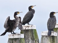 Phalacrocorax carbo 69, Aalscholver, Saxifraga-Luuk Vermeer