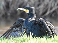 Phalacrocorax carbo 71, Aalscholver, Saxifraga-Luuk Vermeer