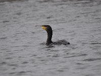 Phalacrocorax carbo 75, Aalscholver, Saxifraga-Luuk Vermeer