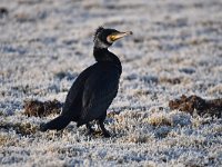 Phalacrocorax carbo 76, Aalscholver, Saxifraga-Luuk Vermeer