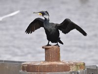 Phalacrocorax carbo 79, Aalscholver, Saxifraga-Luuk Vermeer