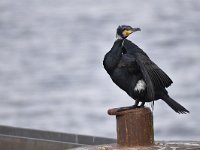 Phalacrocorax carbo 81, Aalscholver, Saxifraga-Luuk Vermeer