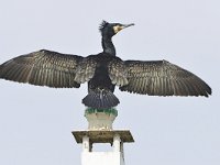 Phalacrocorax carbo 95, Aalscholver, Saxifraga-Tom Heijnen