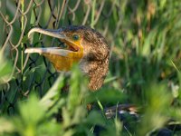 Phalacrocorax carbo 97, Aalscholver, Saxifraga-Tom Heijnen