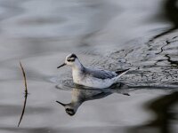 Phalaropus fulicarius 22, Rosse franjepoot, adult, winter plumage, Saxifraga-Theo Verstrael