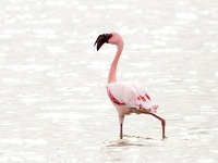 Phoeniconaias minor 1, Kleine flamingo, Saxifraga-Bart Vastenhouw