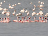 Phoeniconaias minor 2, Kleine flamingo, Saxifraga-Bart Vastenhouw