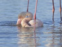 Phoenicopterus roseus 11, Caraibische flamingo, Saxifraga-Tom Heijnen