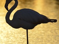 Phoenicopterus roseus 15, Caraibische flamingo, Saxifraga-Tom Heijnen