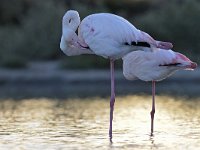 Phoenicopterus roseus 17, Caraibische flamingo, Saxifraga-Tom Heijnen