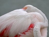 Phoenicopterus roseus 24, Caraibische flamingo, Saxifraga-Tom Heijnen