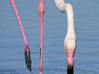 Phoenicopterus roseus 31, Caraibische flamingo, Saxifraga-Tom Heijnen