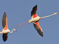 Phoenicopterus roseus 8, Caraibische flamingo, Saxifraga-Tom Heijnen