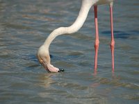 Phoenicopterus ruber 10, Flamingo, Saxifraga-Jan van der Straaten