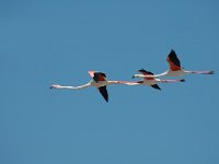 Phoenicopterus ruber 12, Flamingo, Saxifraga-Jan van der Straaten