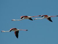 Phoenicopterus ruber 13, Flamingo, Saxifraga-Jan van der Straaten