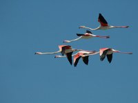 Phoenicopterus ruber 14, Flamingo, Saxifraga-Jan van der Straaten