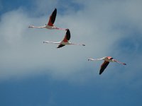 Phoenicopterus ruber 16, Flamingo, Saxifraga-Jan van der Straaten