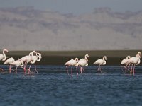 Phoenicopterus ruber 17, Flamingo, Saxifraga-Mark Zekhuis