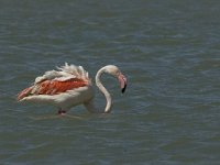 Phoenicopterus ruber 21, Flamingo, Saxifraga-Jan van der Straaten