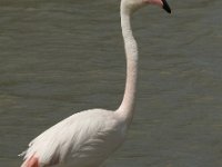 Phoenicopterus ruber 24, Flamingo, Saxifraga-Jan van der Straaten